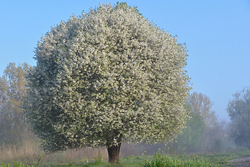 Image showing Blooming cherry tree 