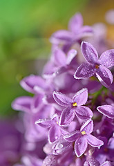 Image showing Floral natural background from lilac flowers