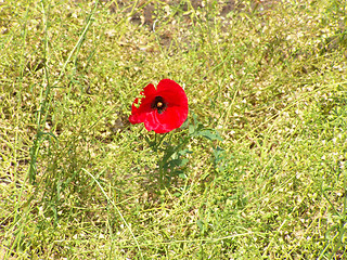 Image showing Lonely poppy