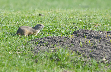 Image showing prairie dog on field