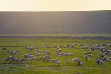 Image showing Sheep among green filed at sunset