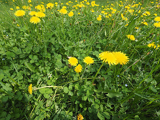 Image showing Common Dandelion flower with bee