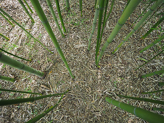 Image showing Bamboo tree perspective