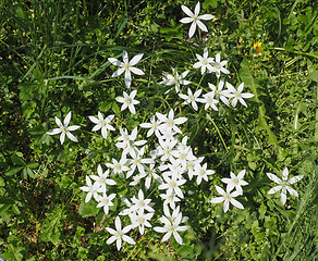 Image showing Star of Bethlehem flower