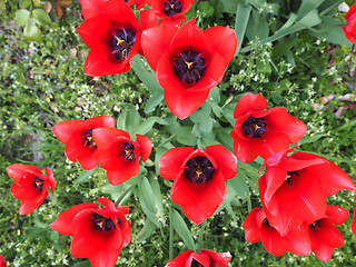 Image showing Red Tulips flower