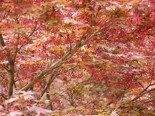 Image showing Red maple acer tree