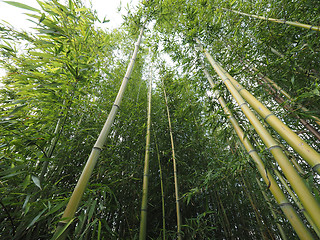 Image showing Bamboo tree perspective