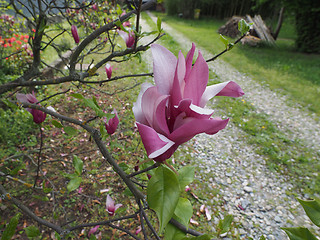 Image showing Magnolia tree flower