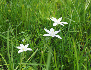 Image showing Star of Bethlehem flower