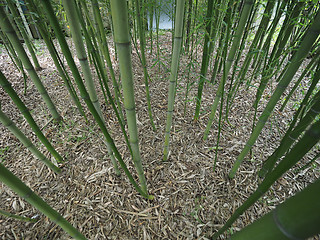 Image showing Bamboo tree perspective