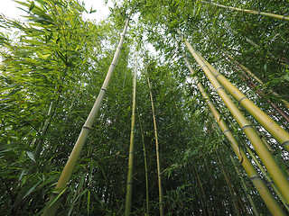 Image showing Bamboo tree perspective