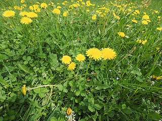 Image showing Common Dandelion flower with bee