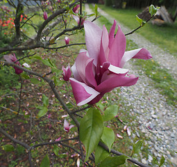 Image showing Magnolia tree flower