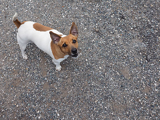 Image showing Dog mammal animal