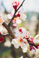 Image showing Spring white flowers and buds 