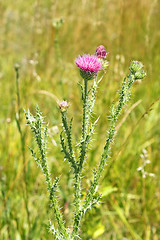 Image showing Thistle flower on the meadow