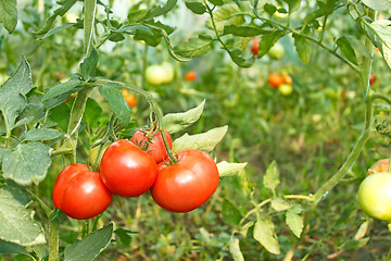 Image showing Tomatoes bunch in greenhouse