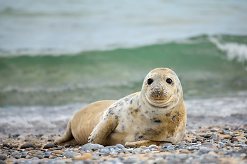 Image showing Young baby atlantic Grey Seal