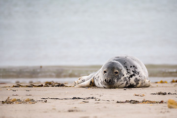 Image showing Young baby atlantic Grey Seal