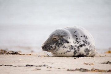 Image showing atlantic Grey Seal portrait