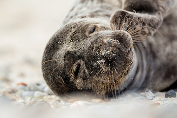 Image showing Young atlantic Grey Seal portrait