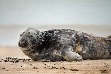 Image showing atlantic Grey Seal portrait