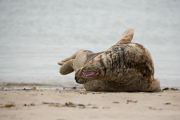 Image showing atlantic Grey Seal portrait