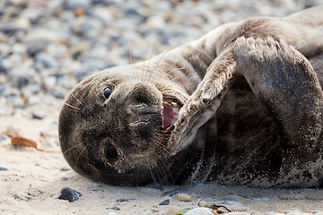 Image showing Young atlantic Grey Seal portrait