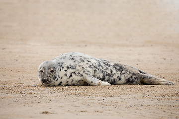 Image showing Young baby atlantic Grey Seal