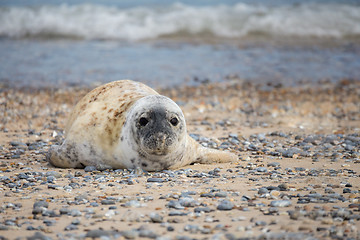 Image showing Young baby atlantic Grey Seal