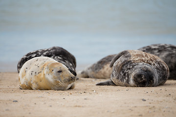 Image showing Young baby atlantic Grey Seal