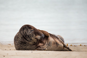 Image showing atlantic Grey Seal portrait