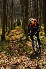 Image showing Mountain biker riding on bike in springforest landscape. 