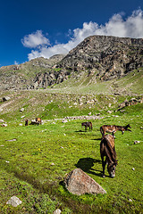 Image showing Horses grazing in Himalayas