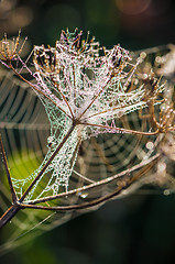 Image showing Drops of dew on a web shined by morning light