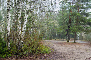 Image showing Foggy spring landscape with footpath in the woods