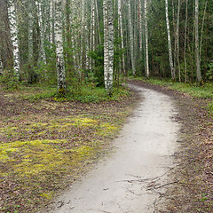 Image showing Foggy spring landscape with footpath in the woods