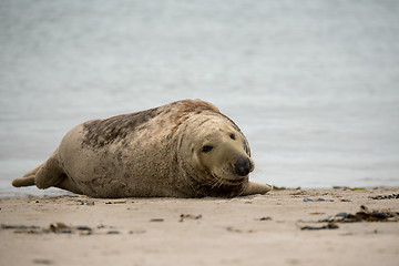 Image showing atlantic Grey Seal portrait