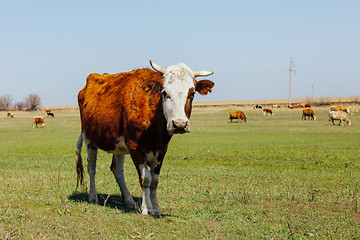 Image showing Cows on green meadow