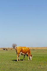 Image showing Cows on green meadow