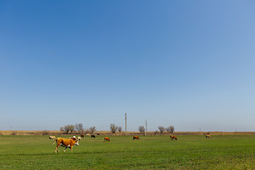 Image showing Cows on green meadow