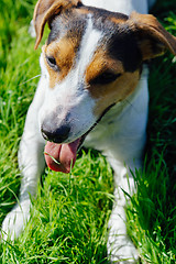 Image showing Dog breed Jack Russell Terrier lies on the grass