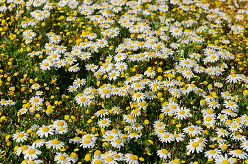 Image showing Field of daisies