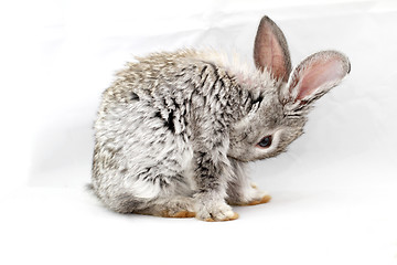 Image showing Gray rabbit