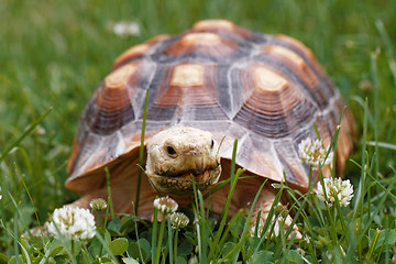 Image showing African Spurred Tortoise