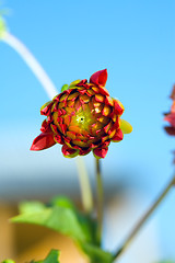 Image showing Bud of Dahlia (georgina) flower