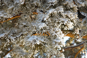 Image showing Winter pine-tree branch