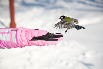 Image showing Titmouse.