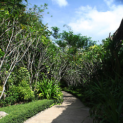 Image showing green tropics