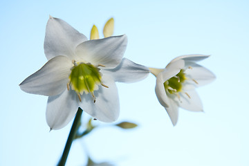 Image showing Amaryllis flower.